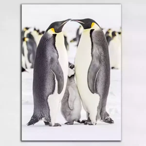 Emperor Penguin Chick Canvas Wall Painting
