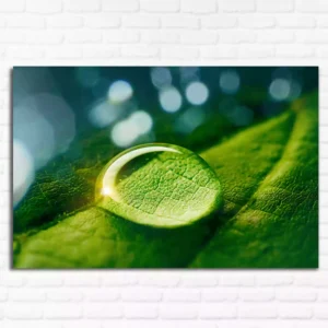 Beauty Transparent Drop of Water on a Green Leaf Canvas Wall Painting